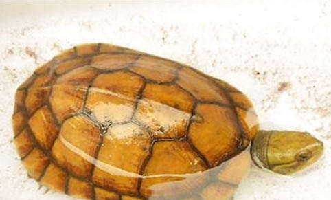 水龜需要曬背嗎