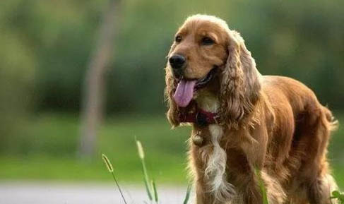 美國可卡犬多少錢一只?