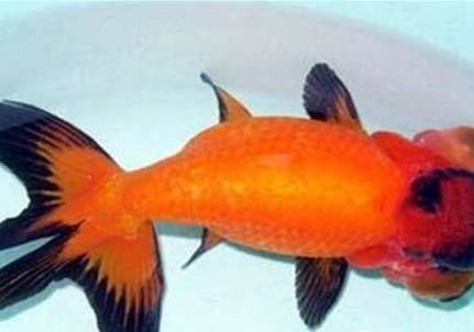 魚缸沒有氧氣泵能養魚嗎