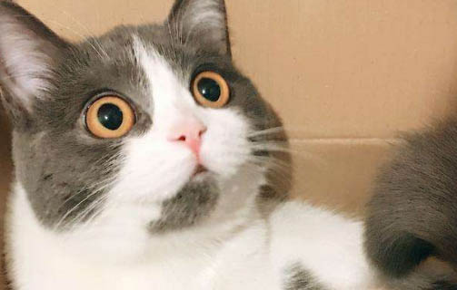母貓換窩是不信任主人嗎