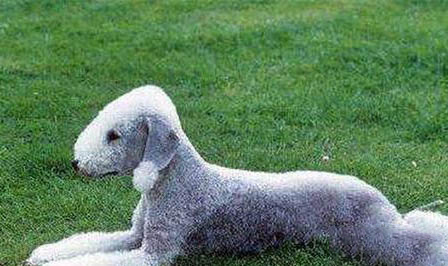 喂養(yǎng)貝靈頓梗幼犬需要注意什么