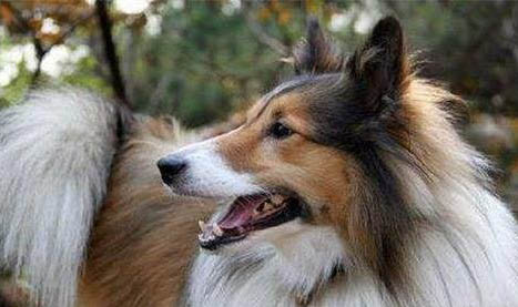 蘇格蘭牧羊犬好不好養？蘇格蘭牧羊犬怎么訓練