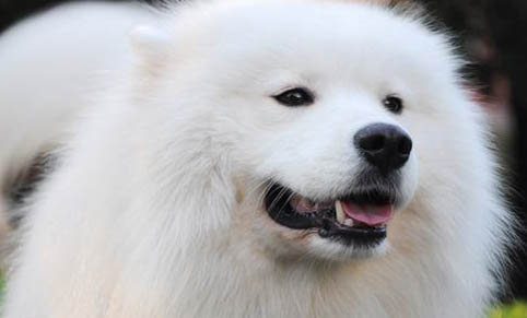 狗狗牙結石
