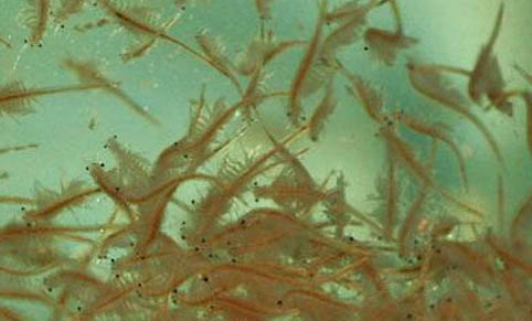 孔雀魚一次能生多少