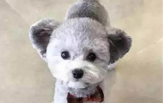 泰迪犬為什么要斷尾呢
