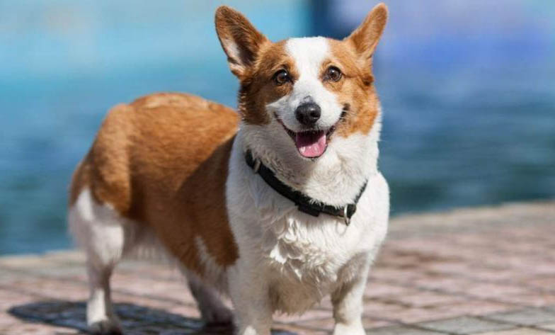 適合陪伴孩子的小型犬