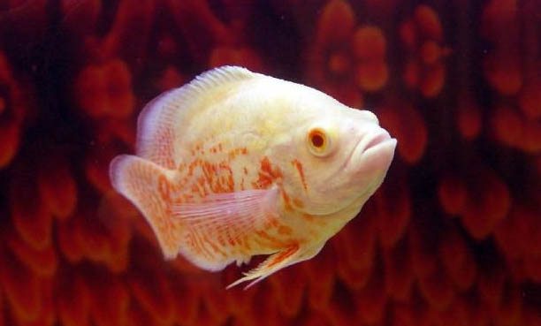地圖魚身上像破皮一樣