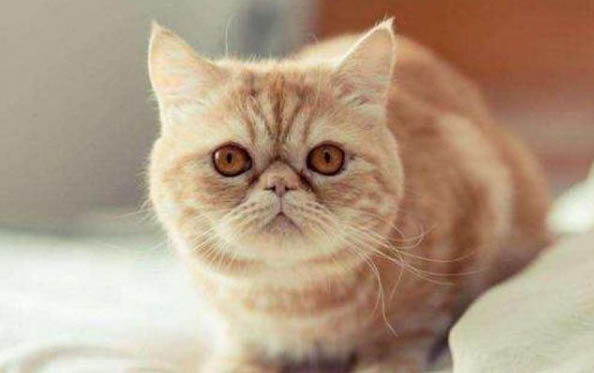 兩個月的小貓拉稀了怎么辦?