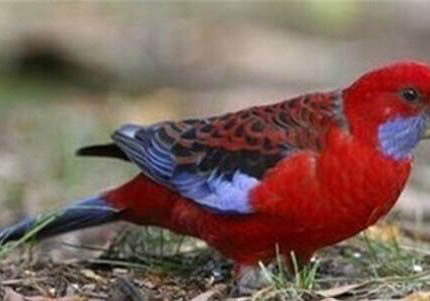 亞歷山大鸚鵡圖片優(yōu)缺點