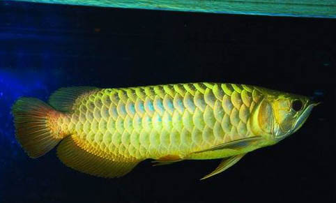 金魚爛尾怎么治療? 方法