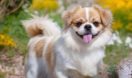 西藏獵犬真菌感染的原因及處理方法