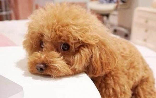 狗狗第一次來月經的征兆有哪些？