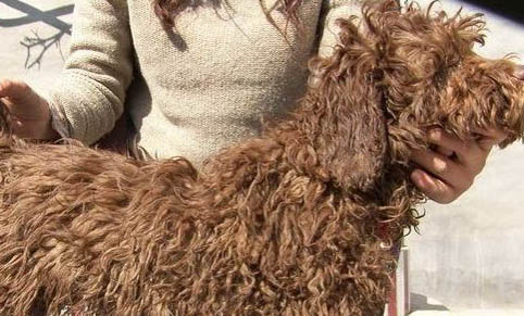 波利犬不愛吃東西的原因及處理方法