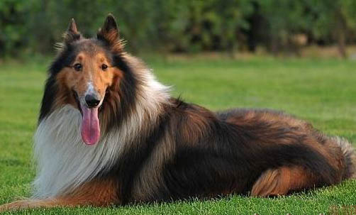 牧羊犬的種類有哪些