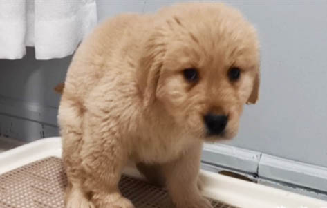 狗狗大便有蟲?