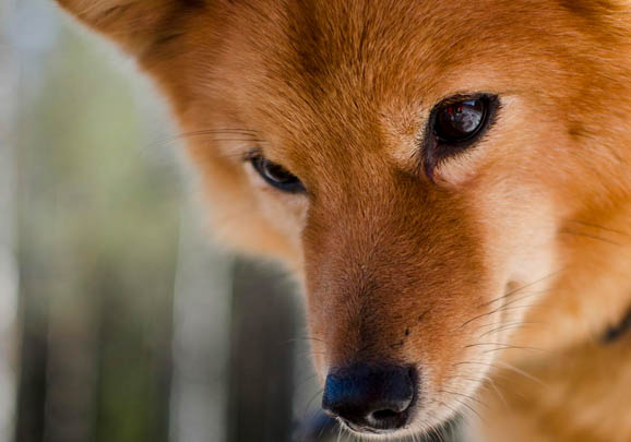 普羅特獵犬突然不愛吃東西的原因是什么