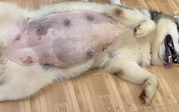 漲知識,為什么狗狗會舔腳