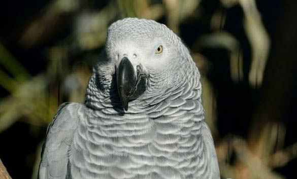 鸚鵡有哪些品種呢