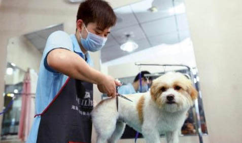 狗為什么也會(huì)低血糖