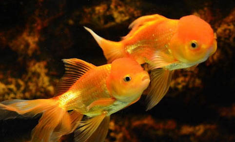 金魚(yú)換水可以用自來(lái)水嗎
