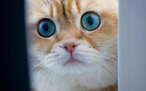 貓咪總流眼淚什么原因