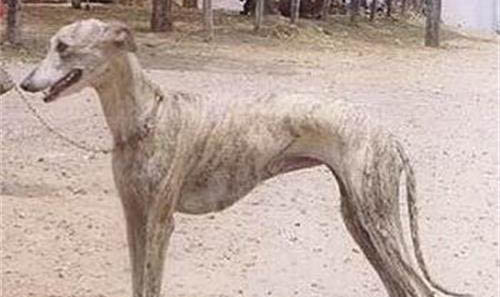 靈緹犬缺點(diǎn)