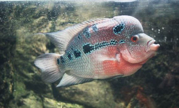魚缸水泵有什么用