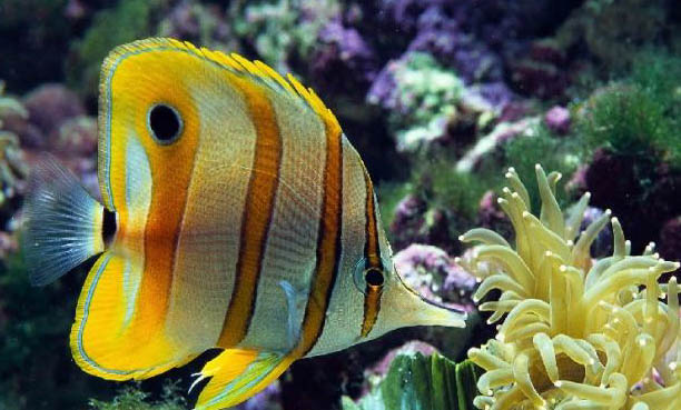 地圖魚(yú)白斑病圖片