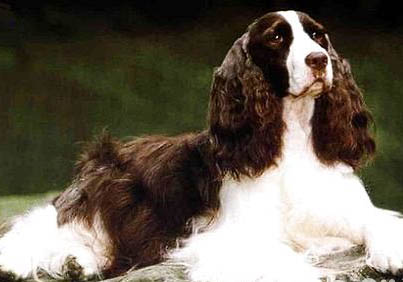 史賓格犬是性格怎么樣的