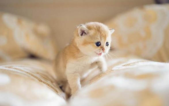 小貓眼淚汪汪的怎么回事