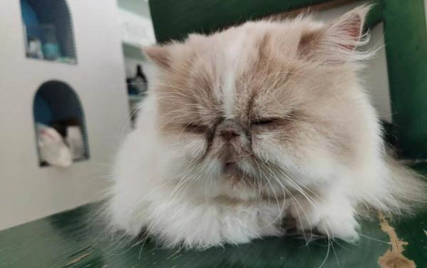 狗狗能不能吃芝士？