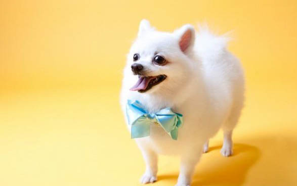 幼犬感冒了怎么治療