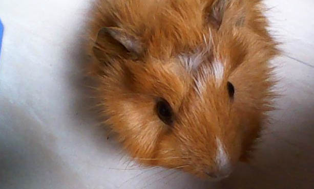 荷蘭豬能吃柚子嗎