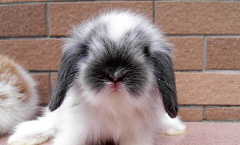 寵物兔子有味道嗎