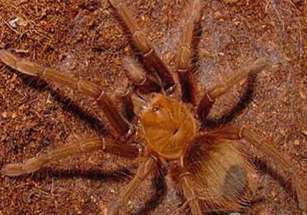 b屬捕鳥蛛有哪些