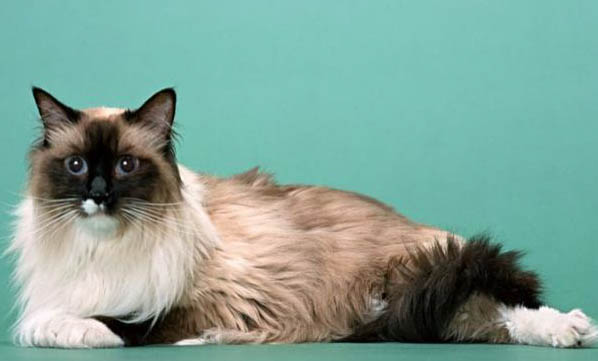 晚上睡覺發(fā)現(xiàn)貓吸人氣