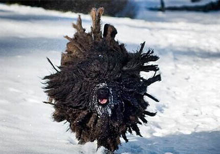 波利犬吐清水的原因及處理方法