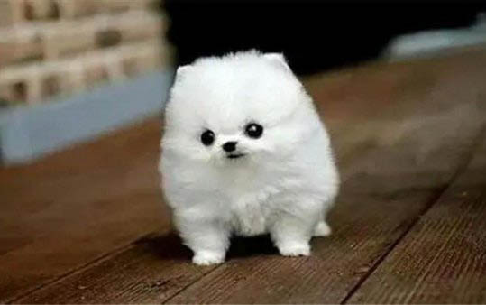茶杯博美犬能活多久?