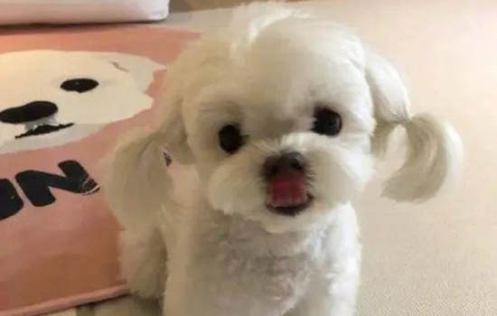 狗狗洗完澡多久可以體外驅蟲