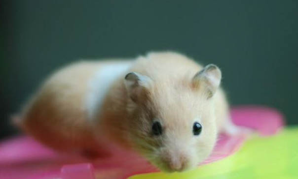 寵物鼠種類有哪些