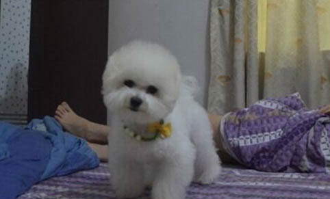 博美犬和比熊犬哪個好養