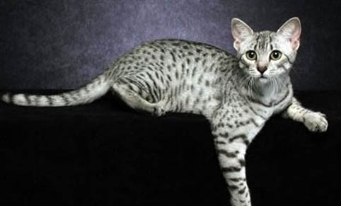 貓晚上不睡覺一直折騰人怎么辦