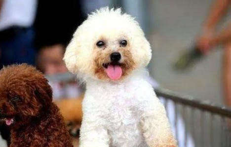 貴婦犬的壽命有多長？