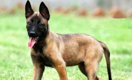 馬里努阿犬流眼淚眼屎多的原因及處理方法