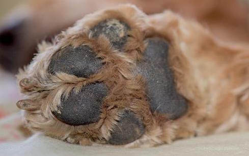 為什么狗狗不打理毛