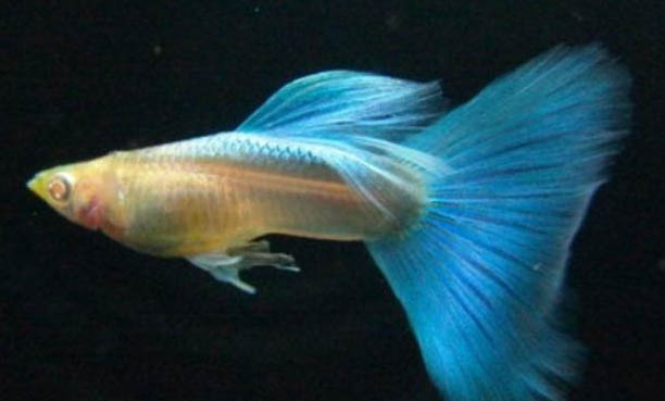雜袍孔雀魚是什么意思