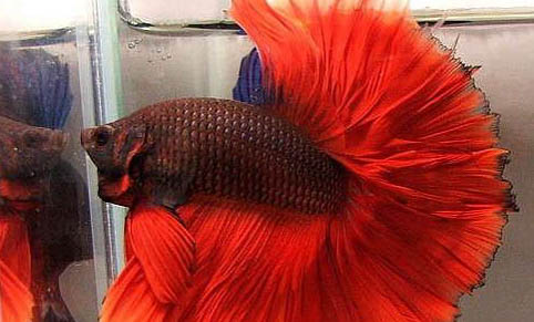 紅蟲怎么喂魚