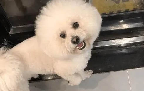 比熊都很調皮嗎