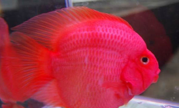 血鸚鵡翻鰓原因及治療