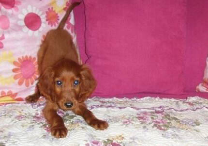 哥頓雪達(dá)犬的壽命是多少